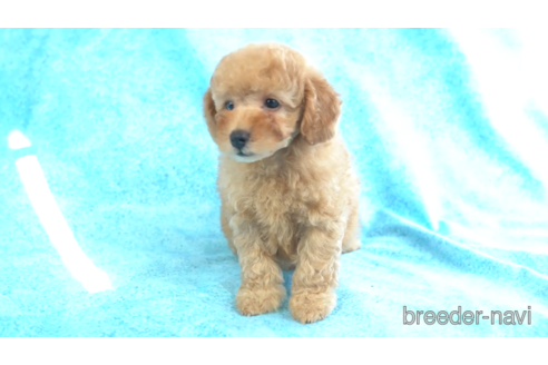 成約済の東京都のトイプードル-157960の4枚目